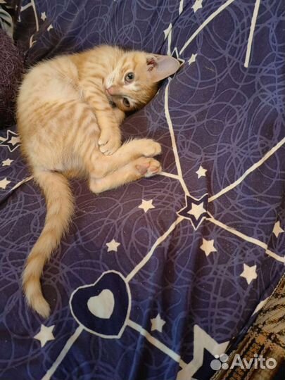 Кошка