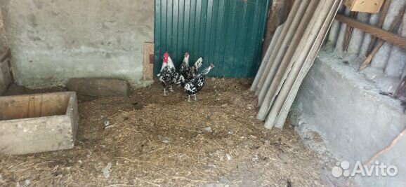 Куры петухи породные