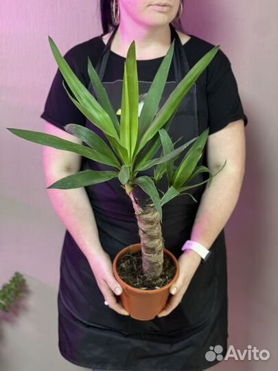 Пальма юкка d17