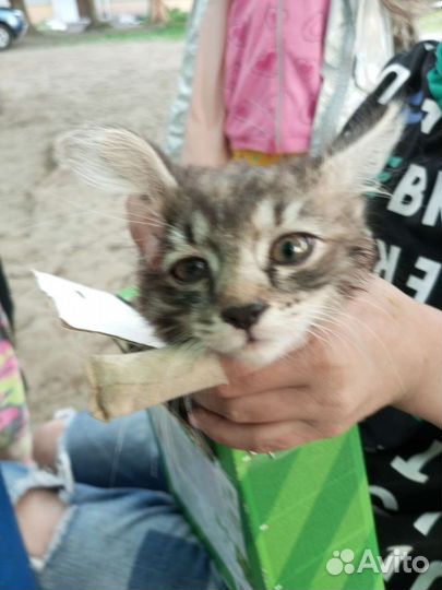 Кошка была найдена в Барнауле