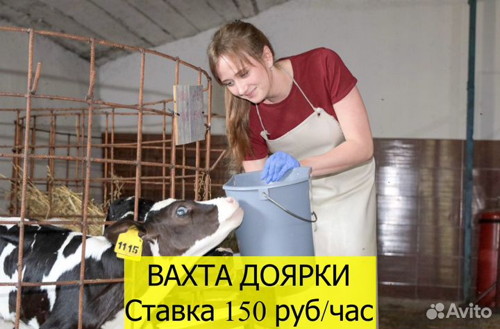 Дояр вахта с питанием/ проживанием