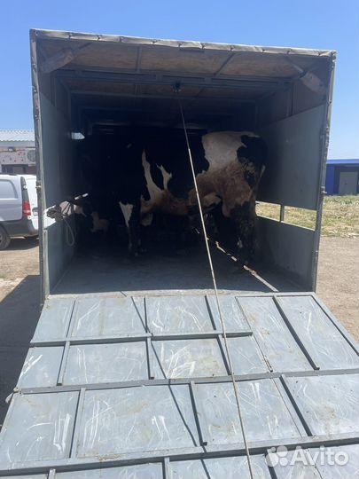 Быки,телки,коровы,бараны