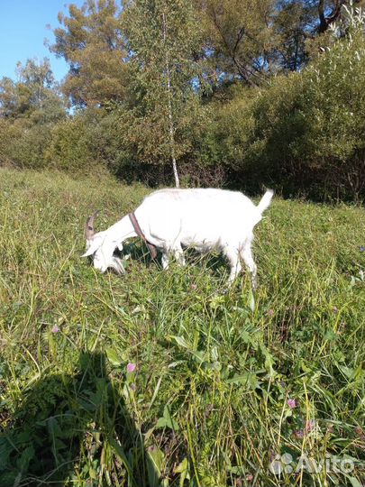 Продам козу