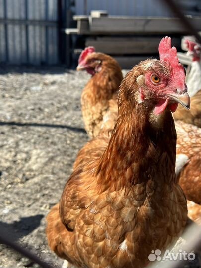 Куры несушки красные