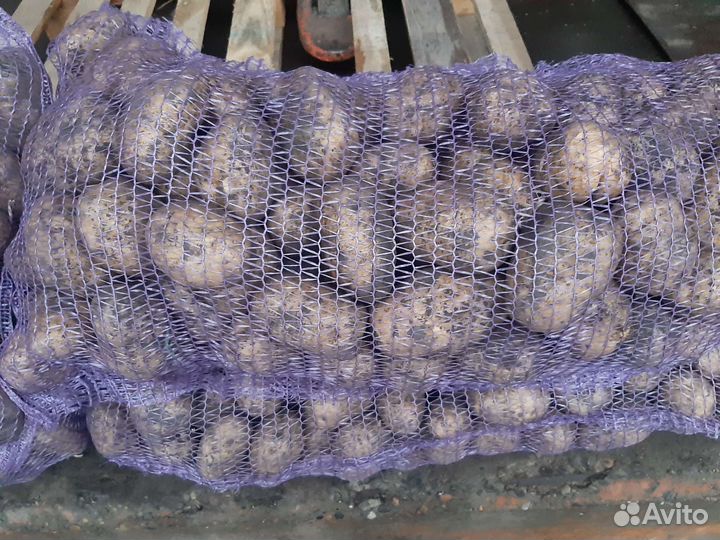 Картофель Свежий Урожай на Дом