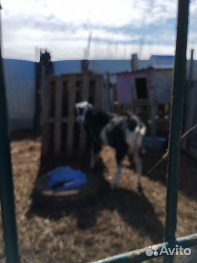 Козел на племя ламанча