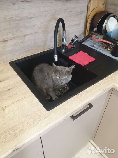 Отдам кошку