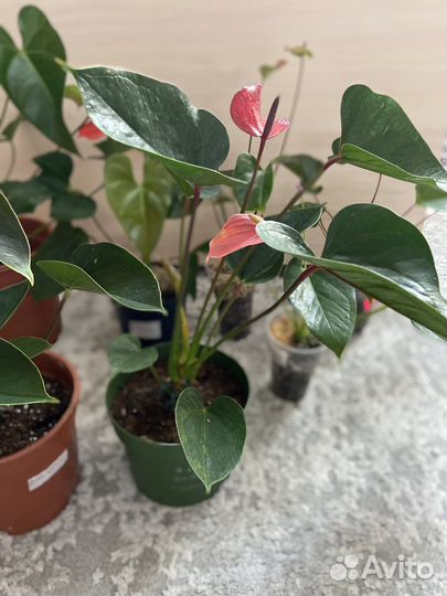 Антуриум пандола, хот липс, адиос вайт/ред