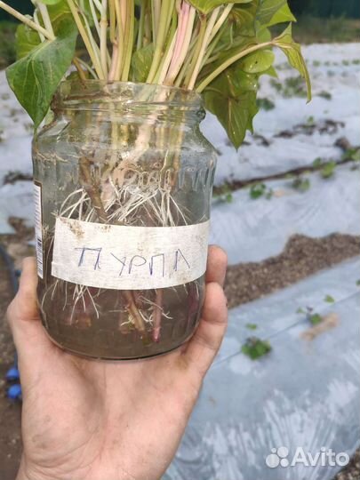 Рассада Батата