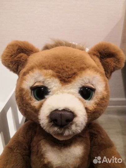 Живой Медвеженок