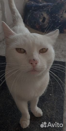 Кот Британец,не вислоухий белый,ему 9 месяцев