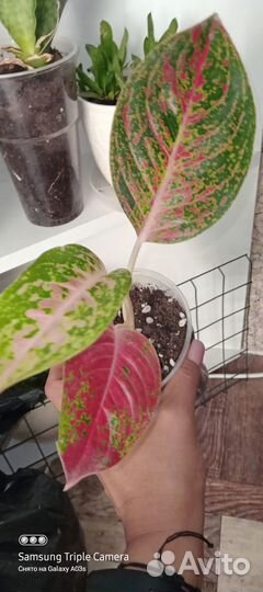 Аглаонемы Коллекционные