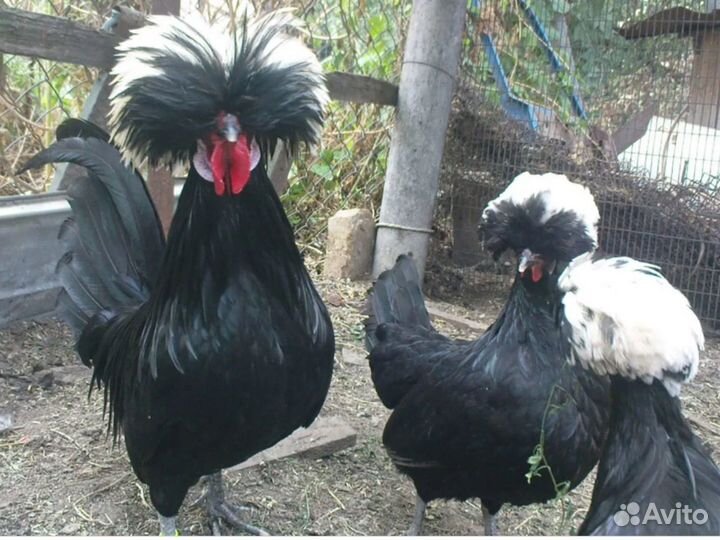 Суточные и подрощенные цыплята