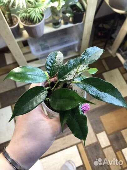 Фикус бенджамина Даниэль