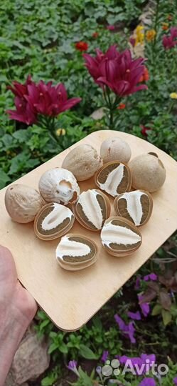 Веселка (весёлка)