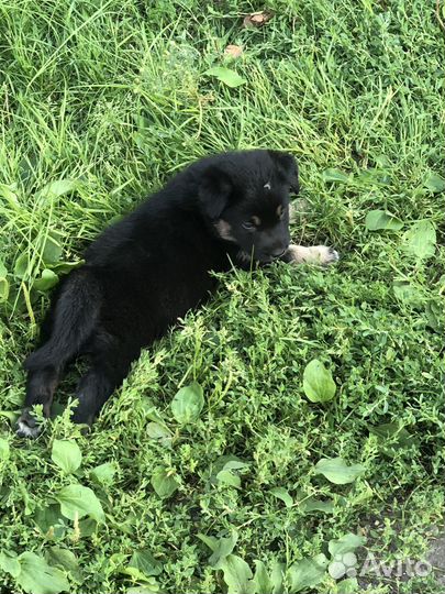 Щенки лабрадора