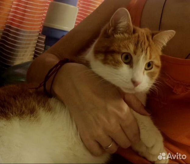 Кошка-скромняшка Фиса в добрые руки