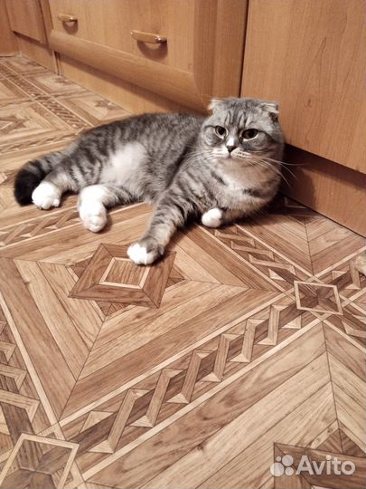 Продам кота