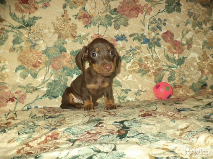 Девочка мини/кролик таксы с документами РКФ