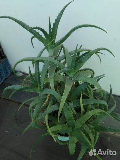 Кашпо IKEA Kardemumma, керамика