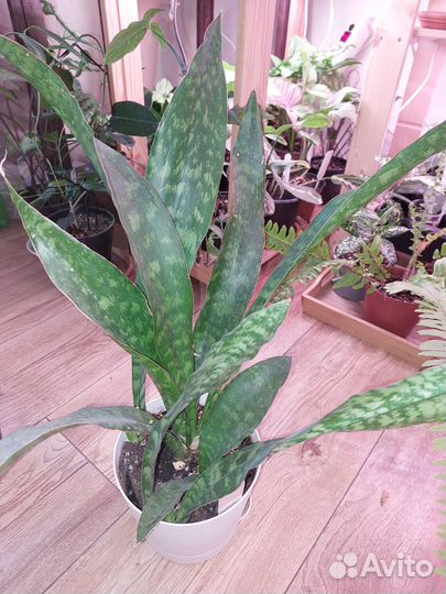 Сансевиерии сортовые