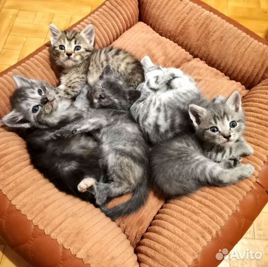 Котята метисы