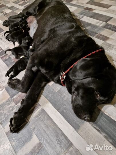 Щенки лабрадора