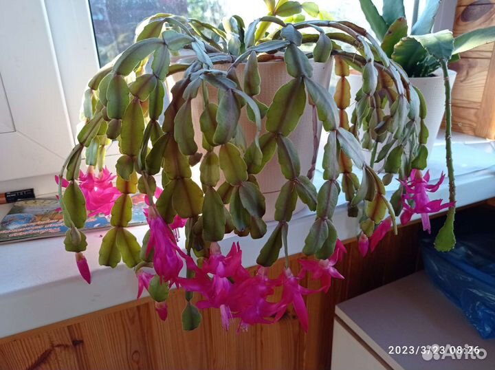 Кактусы, декабрист, алоэ домашние цветы