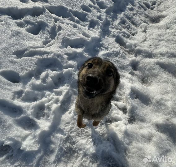 Молодая собачка в добрый дом