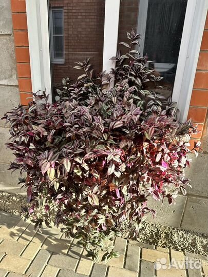 Традесканция