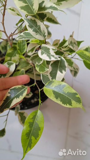 Фикус в кашпо