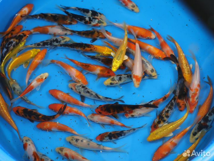 Прудовая рыба карп кои: порода яркие Ямабуки