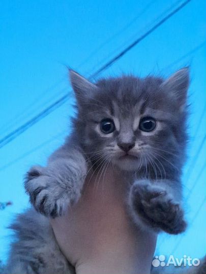 Котенок в добрые руки