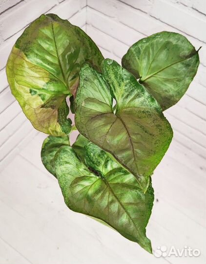 Сингониум Аом Наг и Конфетти Триколор