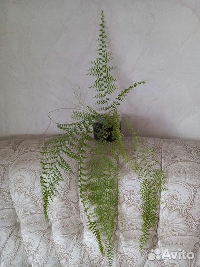 Папоротник двулистный