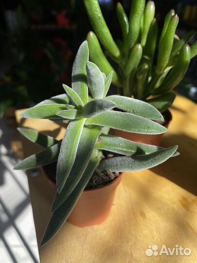 Суккуленты