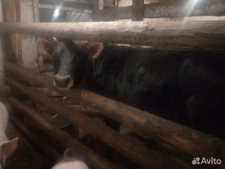 Коровы дойные молочные