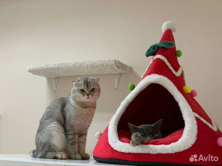 Передержка для кошек