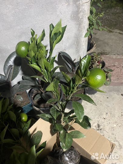 Мандарины и лимоны