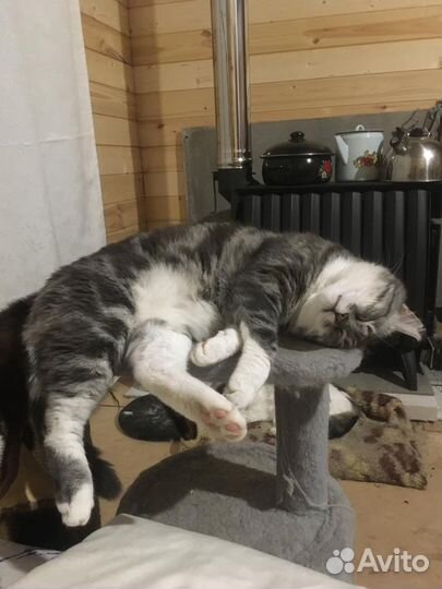 Бориска Барбариска