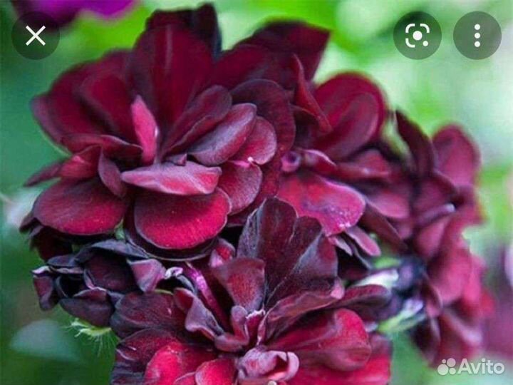 Пеларгония плющелистная в ассортименте