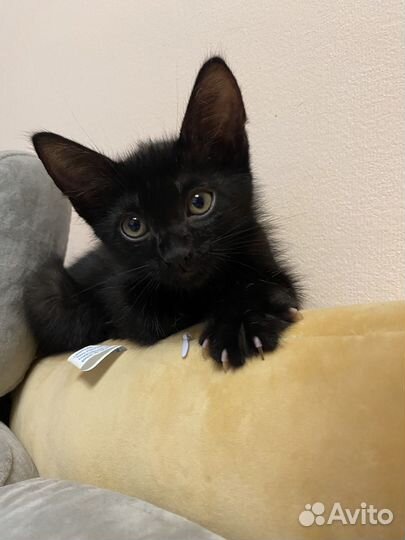 Черный котенок бесплатно