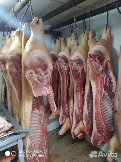 Продам мясо свинины