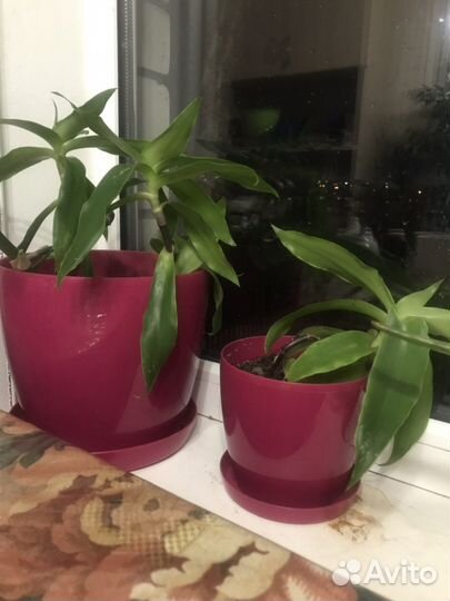 Золотой Ус, каланхоэ, мята, алоэ, джинура