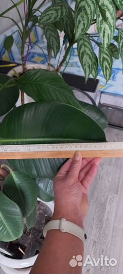 Фикус каучуконосный,аглаонема
