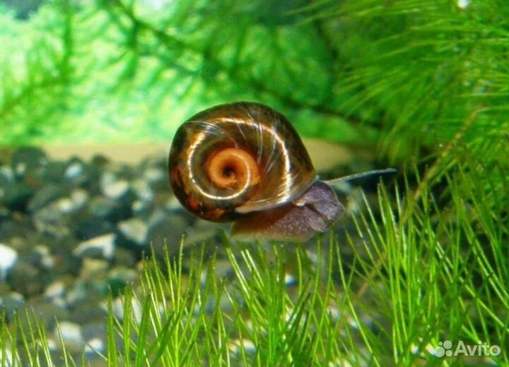 Растения для аквариума (прополка)