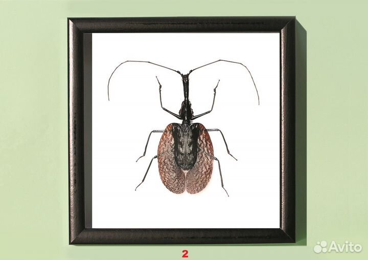 Сувенир. Бабочка в рамке. Смотрите описание