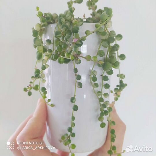 Суккуленты и другие растения 5