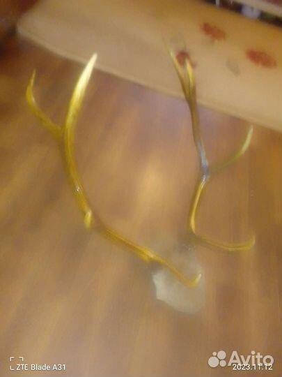 Рога изюбря