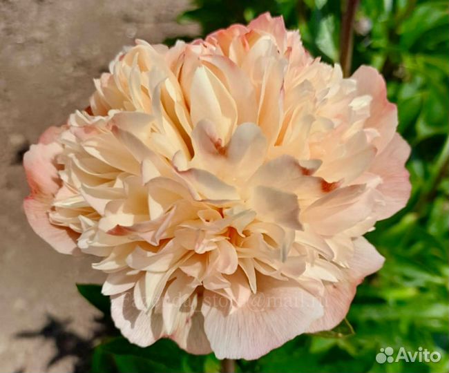 Корень пиона